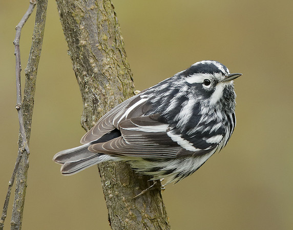 Black-and-White Warbler Mniotilta varia