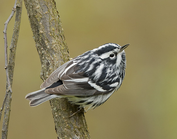 Black-and-White Warbler Mniotilta varia
