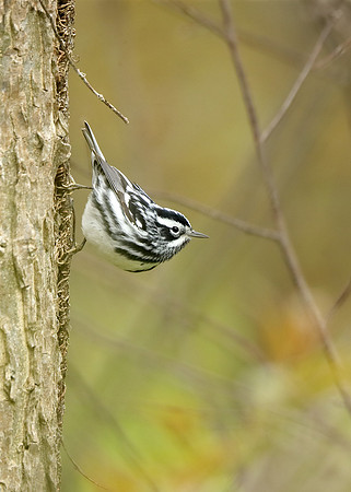Black-and-White Warbler Mniotilta varia