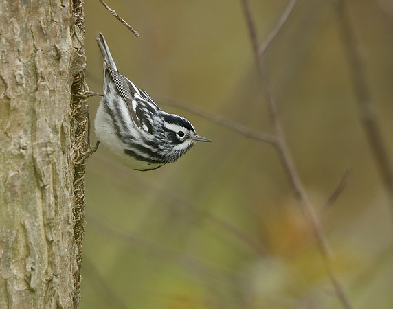 Black-and-White Warbler Mniotilta varia