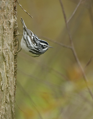 Black-and-White Warbler Mniotilta varia