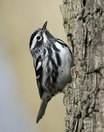 Black-and-White Warbler Mniotilta varia