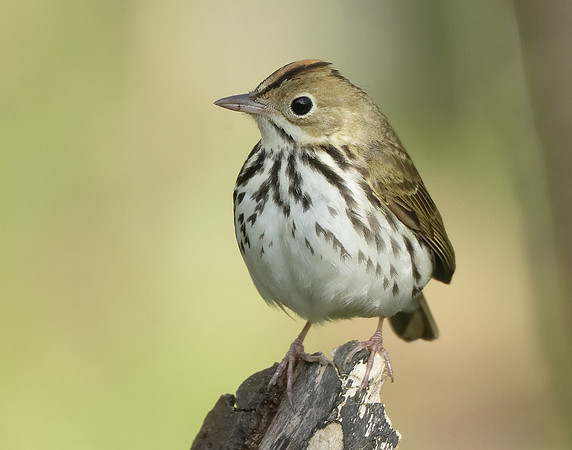 Ovenbird Seiurus aurocapilla