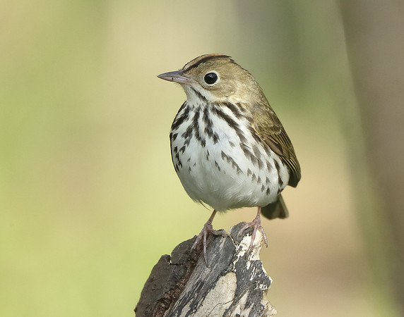 Ovenbird Seiurus aurocapilla