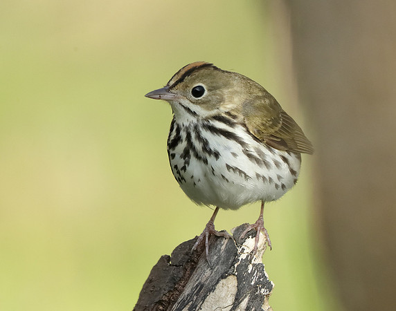 Ovenbird Seiurus aurocapilla