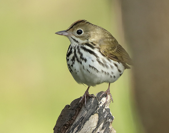 Ovenbird Seiurus aurocapilla