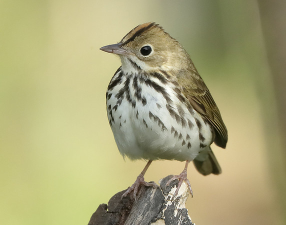 Ovenbird Seiurus aurocapilla
