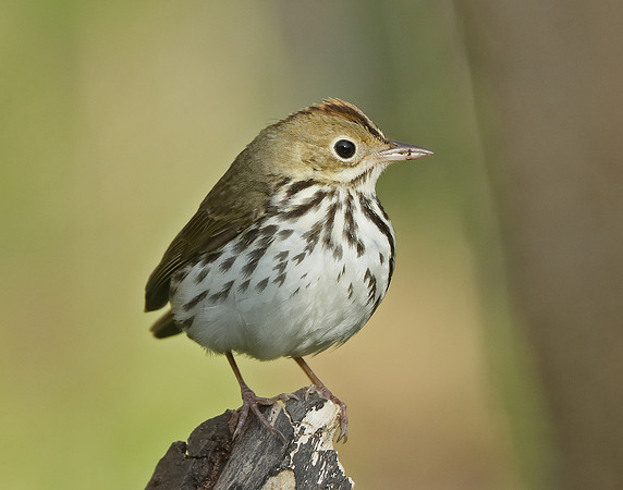 Ovenbird Seiurus aurocapilla