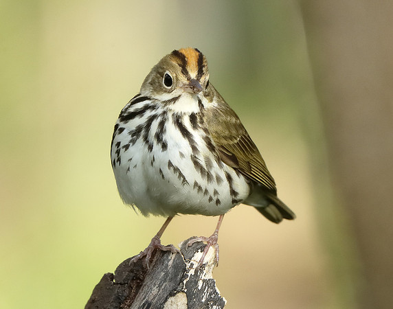 Ovenbird Seiurus aurocapilla