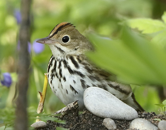 Ovenbird Seiurus aurocapilla
