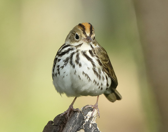Ovenbird Seiurus aurocapilla