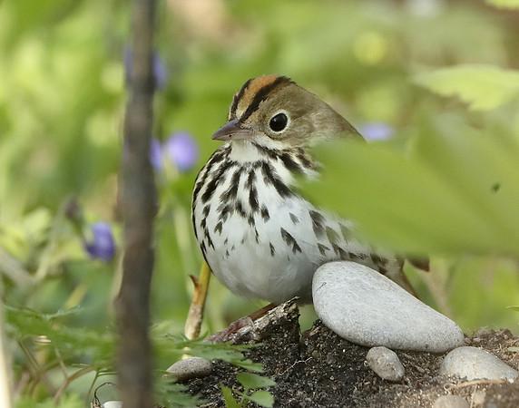 Ovenbird Seiurus aurocapilla