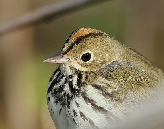 Ovenbird Seiurus aurocapilla