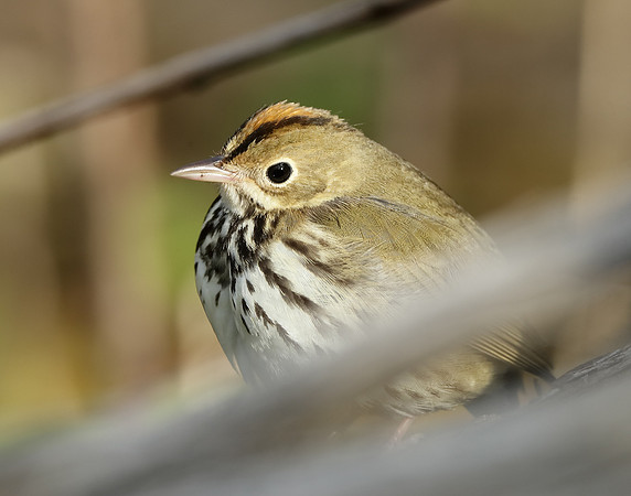 Ovenbird Seiurus aurocapilla