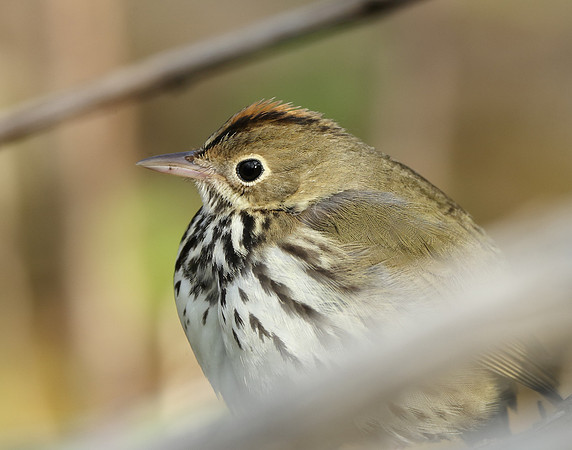 Ovenbird Seiurus aurocapilla