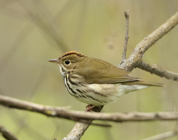 Ovenbird Seiurus aurocapilla
