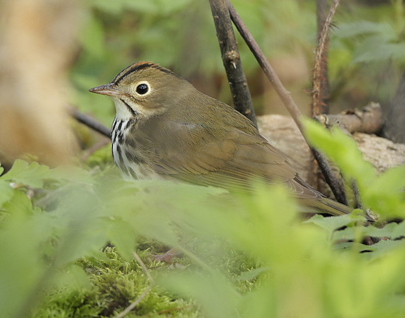 Ovenbird Seiurus aurocapilla