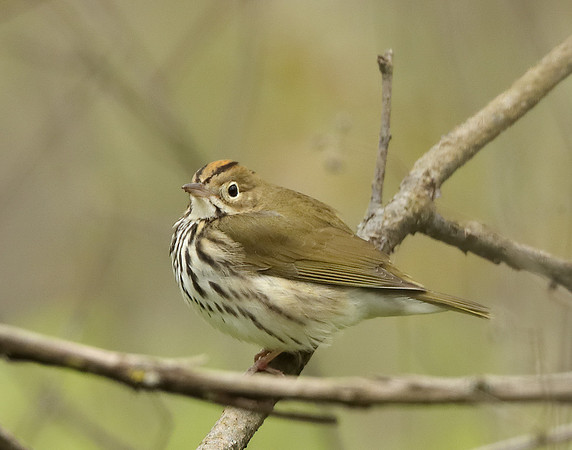 Ovenbird Seiurus aurocapilla