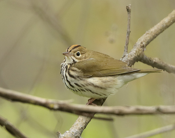 Ovenbird Seiurus aurocapilla