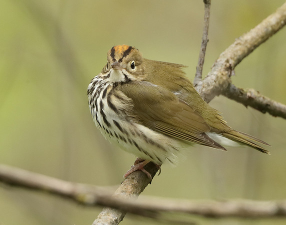 Ovenbird Seiurus aurocapilla