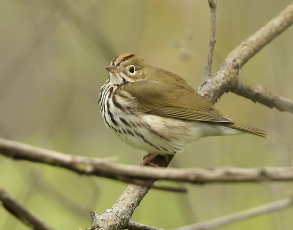 Ovenbird Seiurus aurocapilla