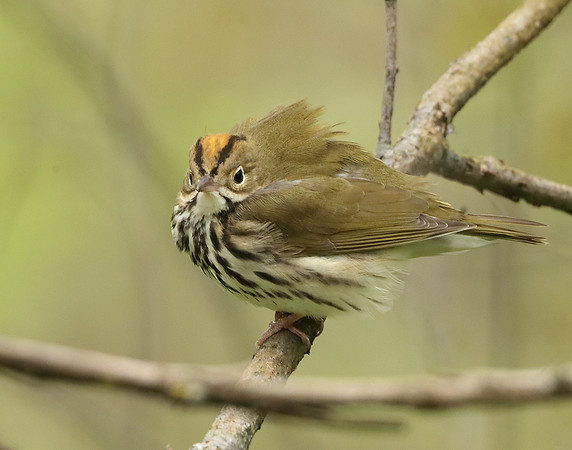 Ovenbird Seiurus aurocapilla