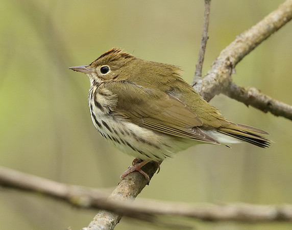 Ovenbird Seiurus aurocapilla
