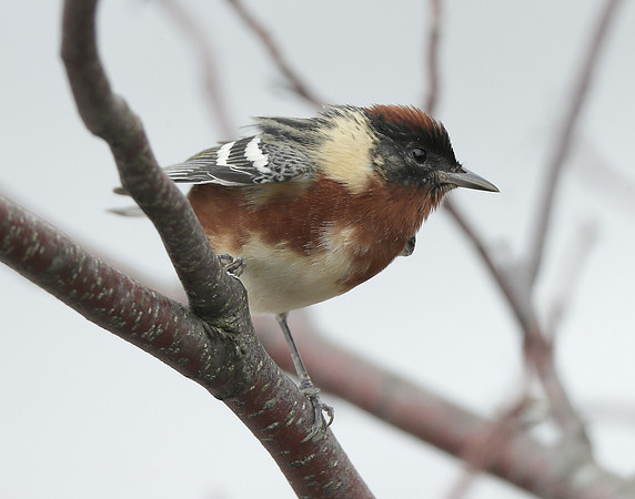 Bay-breasted Warbler Setophaga castanea