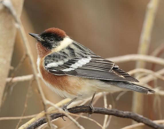 Bay-breasted Warbler Setophaga castanea
