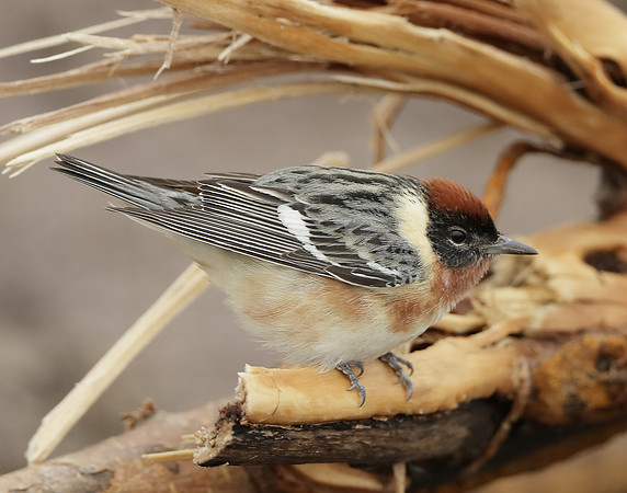 Bay-breasted Warbler Setophaga castanea