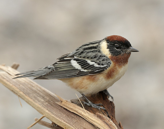 Bay-breasted Warbler Setophaga castanea