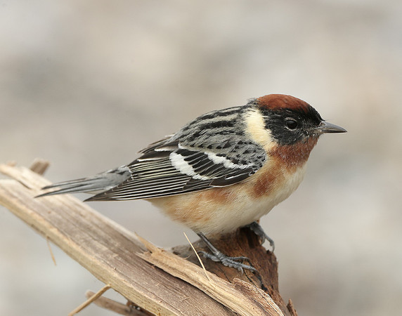 Bay-breasted Warbler Setophaga castanea