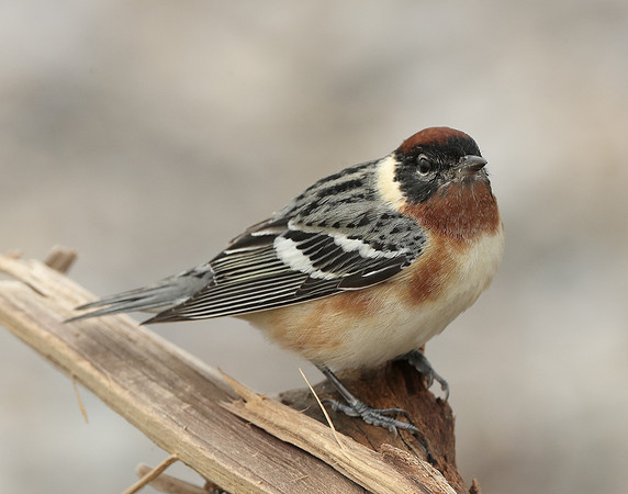 Bay-breasted Warbler Setophaga castanea