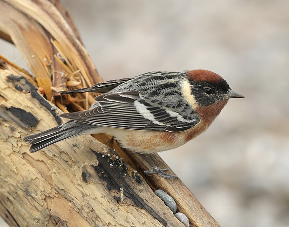 Bay-breasted Warbler Setophaga castanea