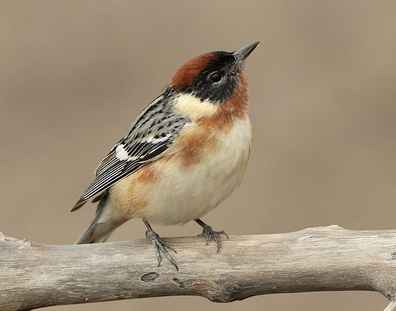 Bay-breasted Warbler Setophaga castanea