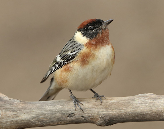 Bay-breasted Warbler Setophaga castanea