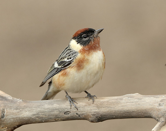 Bay-breasted Warbler Setophaga castanea