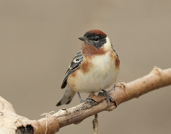Bay-breasted Warbler Setophaga castanea