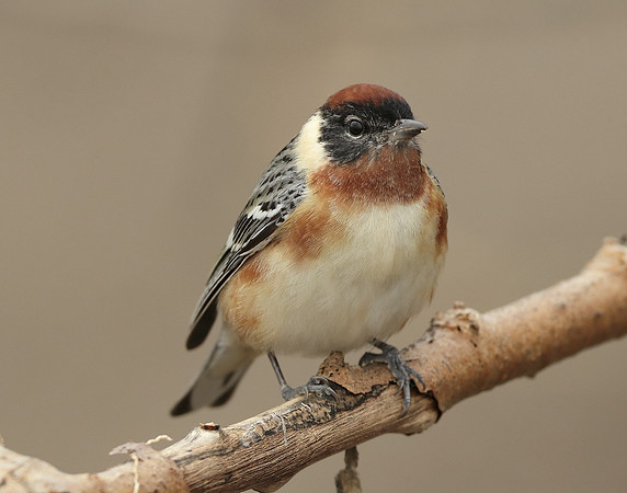 Bay-breasted Warbler Setophaga castanea