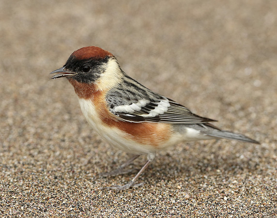 Bay-breasted Warbler Setophaga castanea