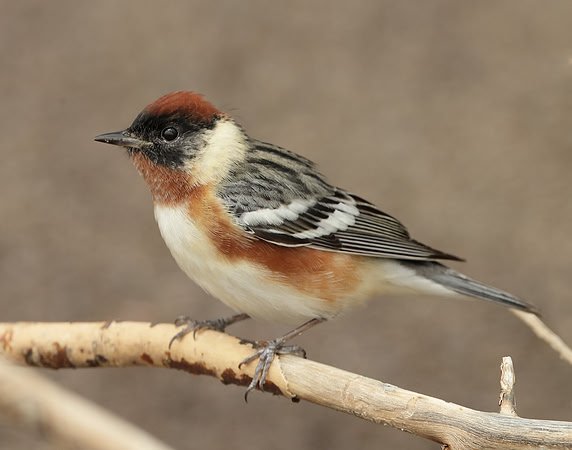 Bay-breasted Warbler Setophaga castanea