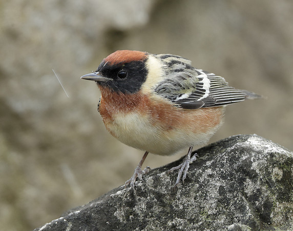Bay-breasted Warbler Setophaga castanea