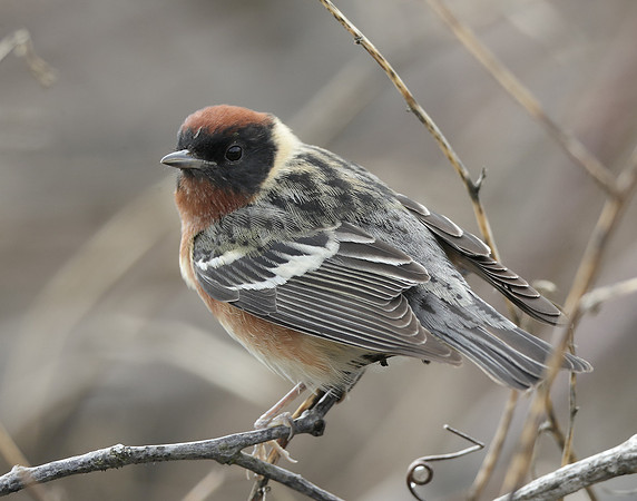 Bay-breasted Warbler Setophaga castanea
