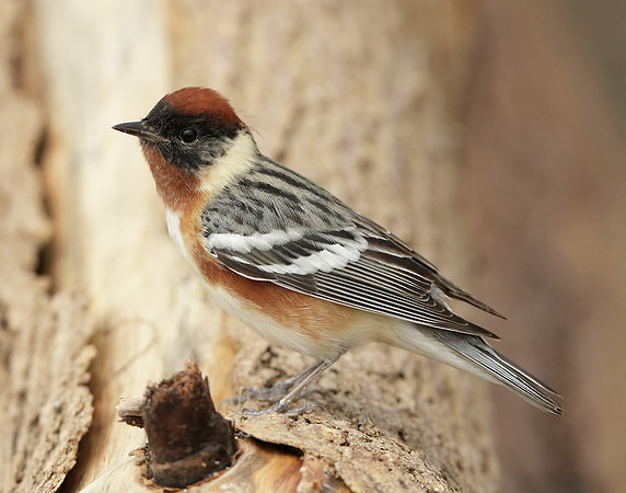 Bay-breasted Warbler Setophaga castanea