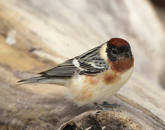 Bay-breasted Warbler Setophaga castanea