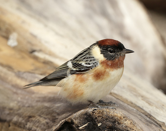 Bay-breasted Warbler Setophaga castanea