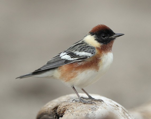 Bay-breasted Warbler Setophaga castanea