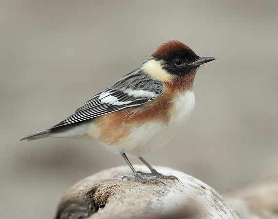 Bay-breasted Warbler Setophaga castanea