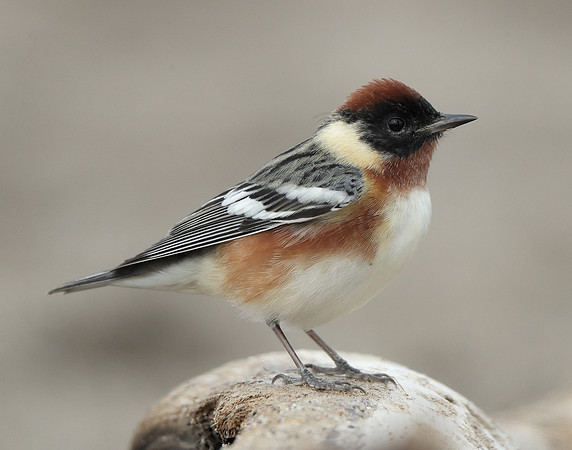 Bay-breasted Warbler Setophaga castanea