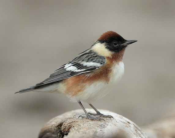 Bay-breasted Warbler Setophaga castanea